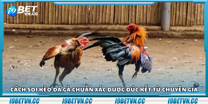 Cách soi kèo đá gà chuẩn xác được đúc kết từ chuyên gia