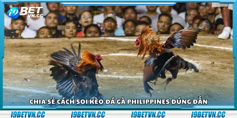 Chia sẻ cách soi kèo đá gà Philippines đúng đắn