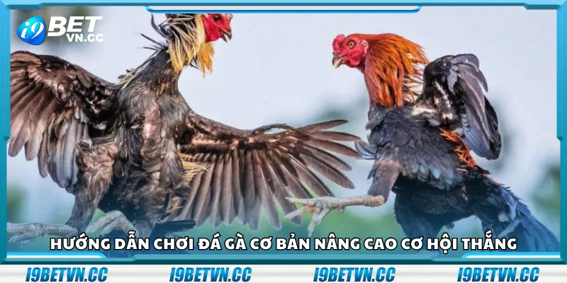 Hướng dẫn chơi đá gà cơ bản nâng cao cơ hội thắng
