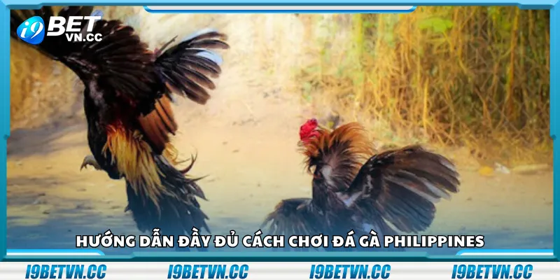 Hướng dẫn đầy đủ cách chơi đá gà Philippines