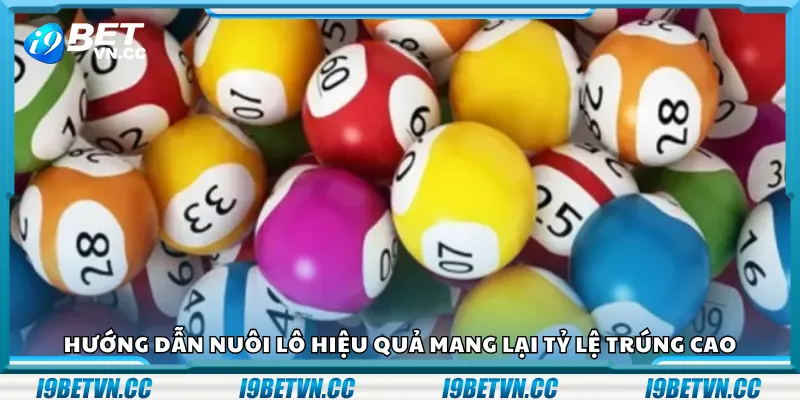 Hướng dẫn nuôi lô hiệu quả mang lại tỷ lệ trúng cao