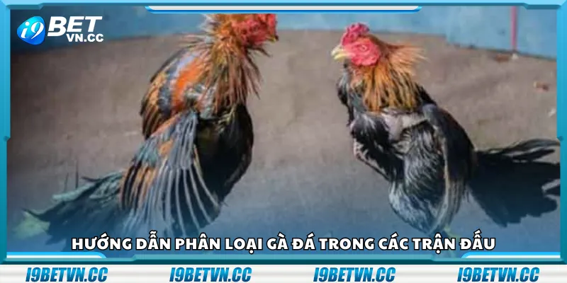 Hướng dẫn phân loại gà đá trong các trận đấu