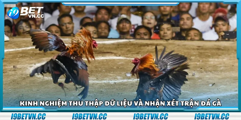 Kinh nghiệm thu thập dữ liệu và nhận xét trận đá gà