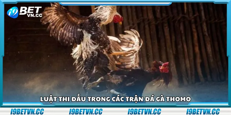 Luật thi đấu trong các trận đá gà Thomo