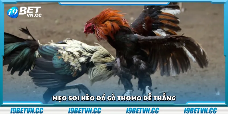 Mẹo soi kèo đá gà Thomo dễ thắng