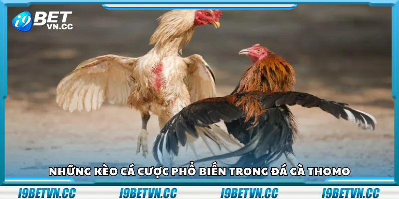 Những kèo cá cược phổ biến trong đá gà Thomo