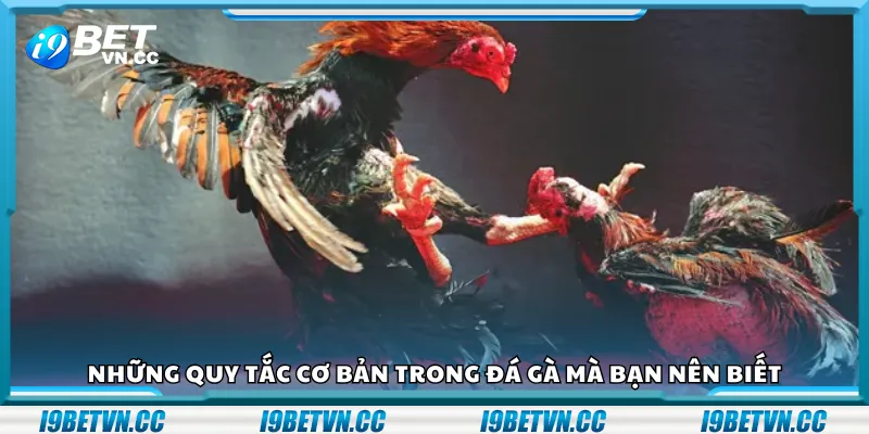 Những quy tắc cơ bản trong đá gà mà bạn nên biết