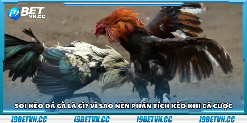 Soi kèo đá gà là gì? Vì sao nên phân tích kèo khi cá cược