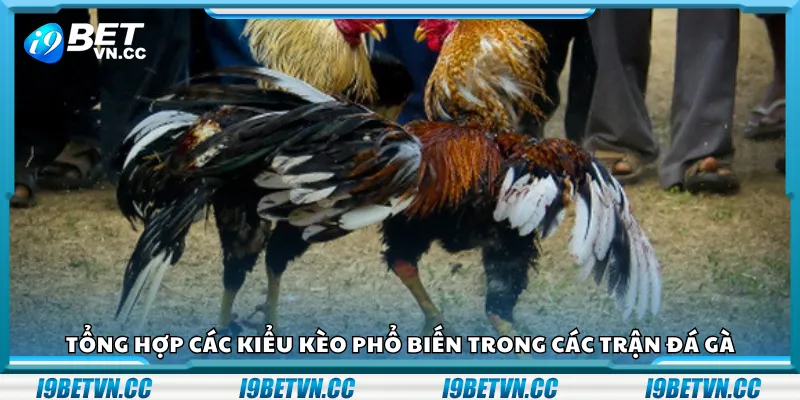 Tổng hợp các kiểu kèo phổ biến trong các trận đá gà