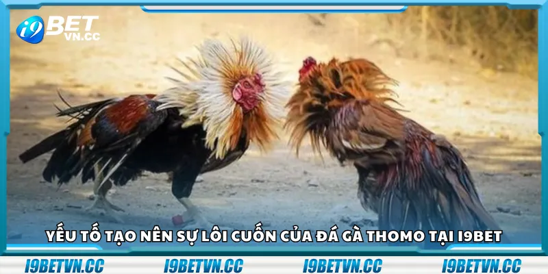 Đá gà Philippines tại i9Bet có gì nổi bật?